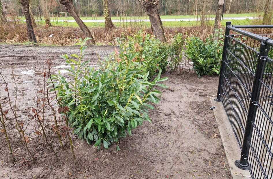 Nieuwe hekwerken en beplanting.